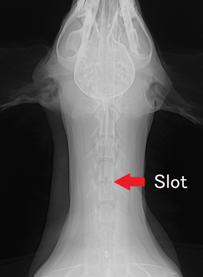 Ventral Slot X-ray