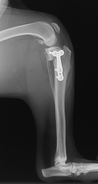 TPLO Georg Lateral